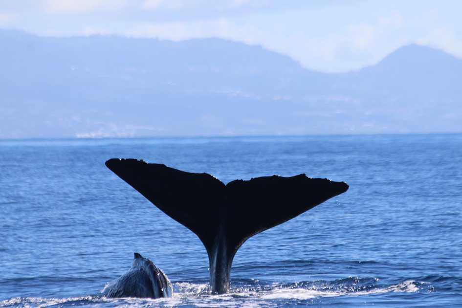 VIE MARINE CARIBÉENNE - excursions à la rencontre des cétacés et de la vie marine caribéenne VIE MARINE CARIBÉENNE - excursions à la rencontre des cétacés et de la vie marine caribéenne