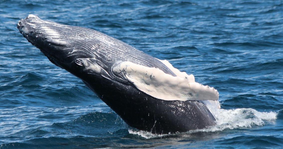 VIE MARINE CARIBÉENNE - excursions à la rencontre des cétacés et de la vie marine caribéenne VIE MARINE CARIBÉENNE - excursions à la rencontre des cétacés et de la vie marine caribéenne