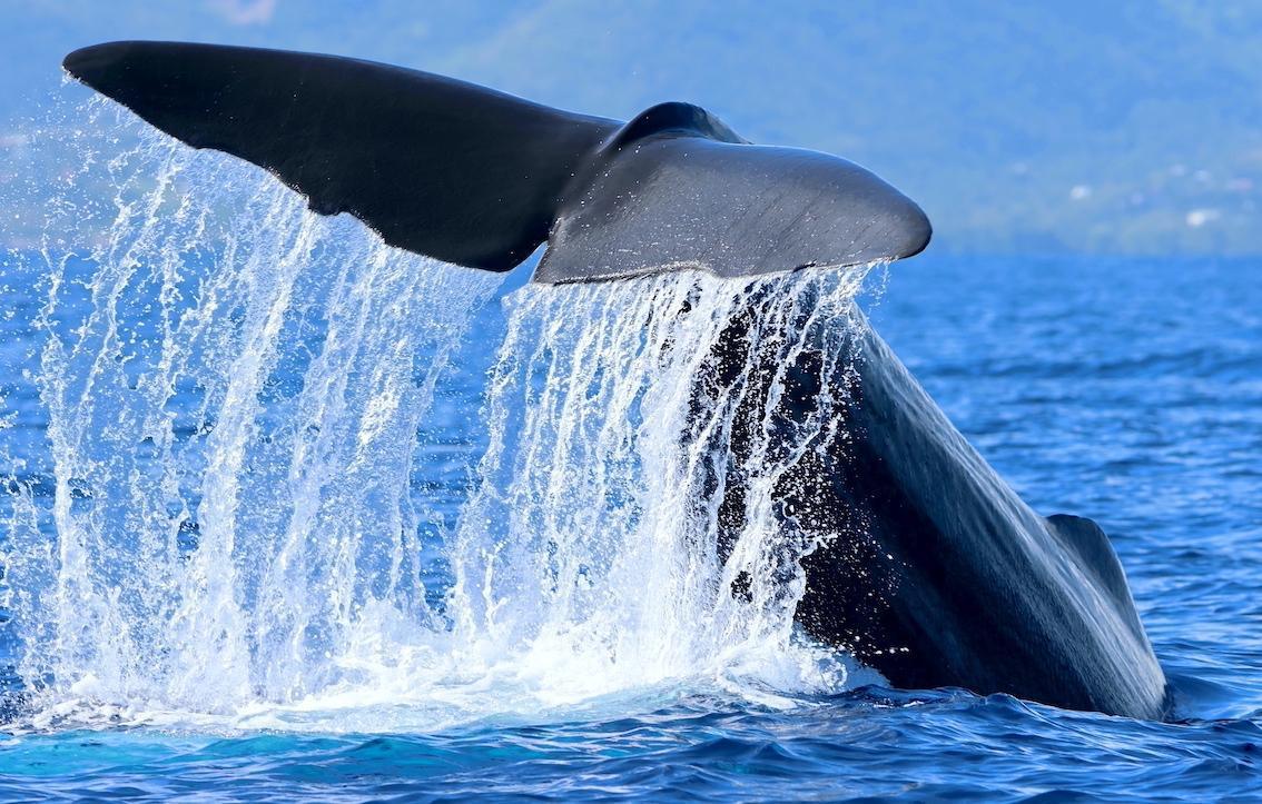 VIE MARINE CARIBÉENNE - excursions à la rencontre des cétacés et de la vie marine caribéenne VIE MARINE CARIBÉENNE - excursions à la rencontre des cétacés et de la vie marine caribéenne