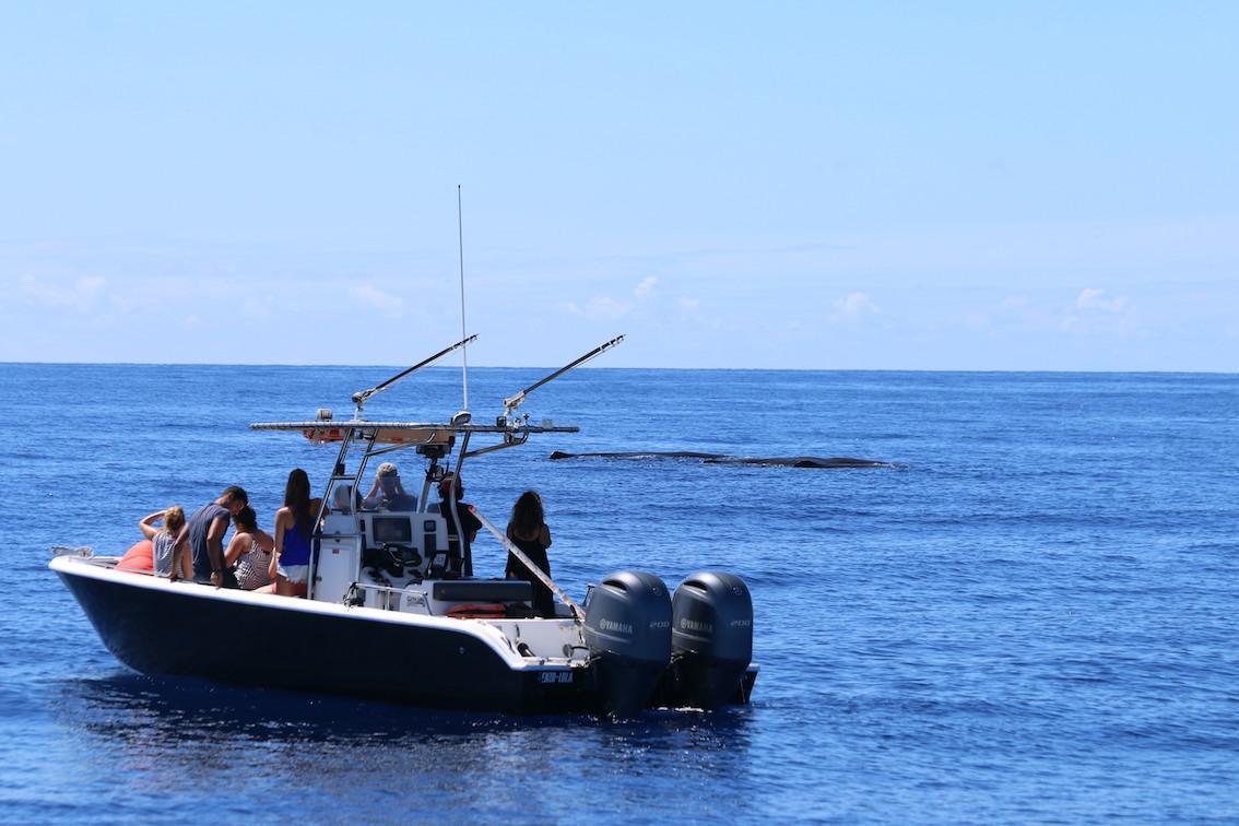 VIE MARINE CARIBÉENNE - excursions à la rencontre des cétacés et de la vie marine caribéenne VIE MARINE CARIBÉENNE - excursions à la rencontre des cétacés et de la vie marine caribéenne