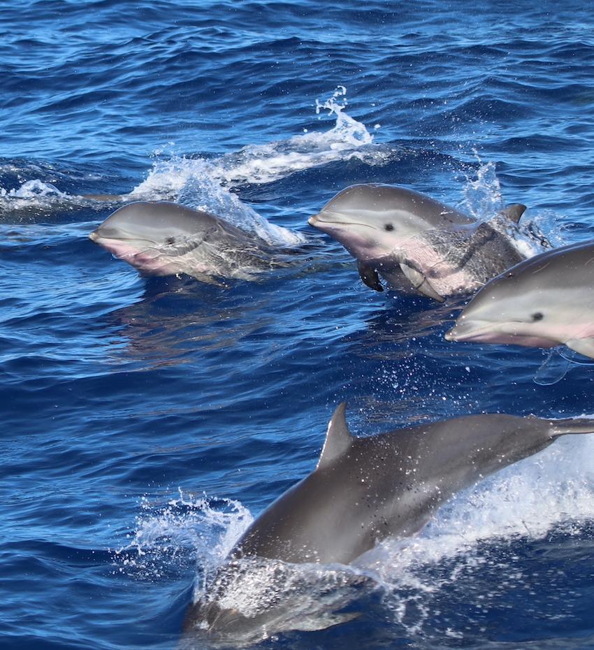VIE MARINE CARIBÉENNE - excursions à la rencontre des cétacés et de la vie marine caribéenne VIE MARINE CARIBÉENNE - excursions à la rencontre des cétacés et de la vie marine caribéenne