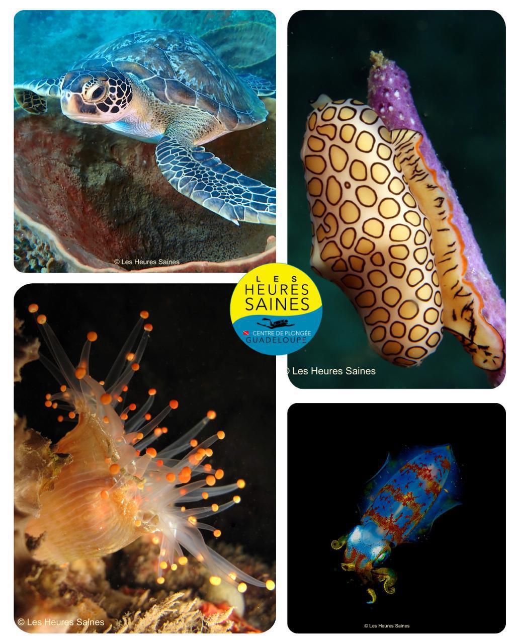 Un aquarium grandeur nature vous attend à Bouillante