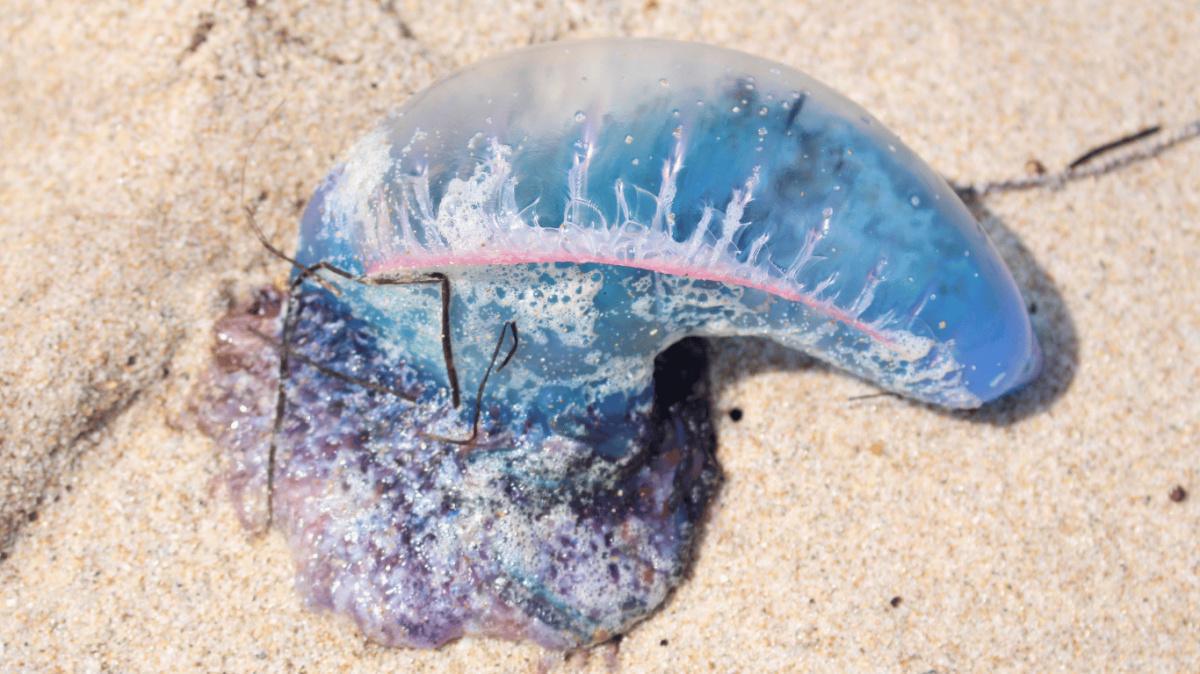 Calaberas y medusas Calaberas y medusas