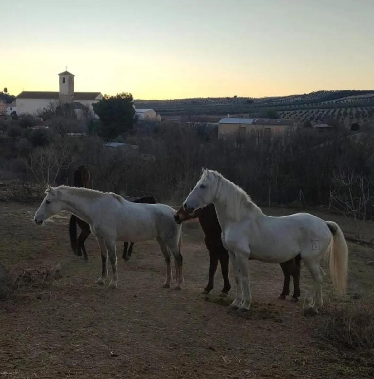 ¿Quieres que tu caballo viva sus últimos años en libertad?