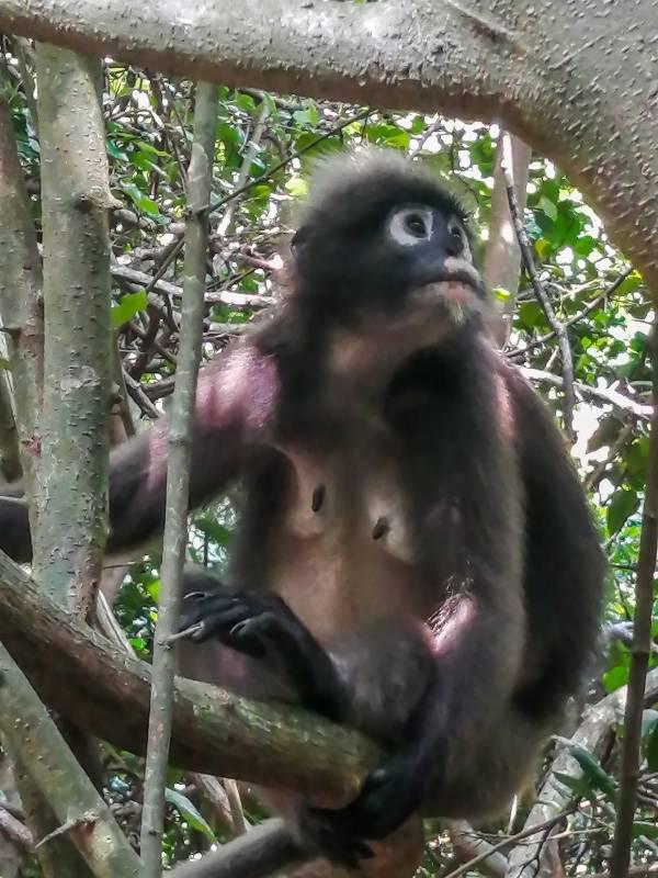 Meet the Dusky Leaf Monkeys (Langurs)