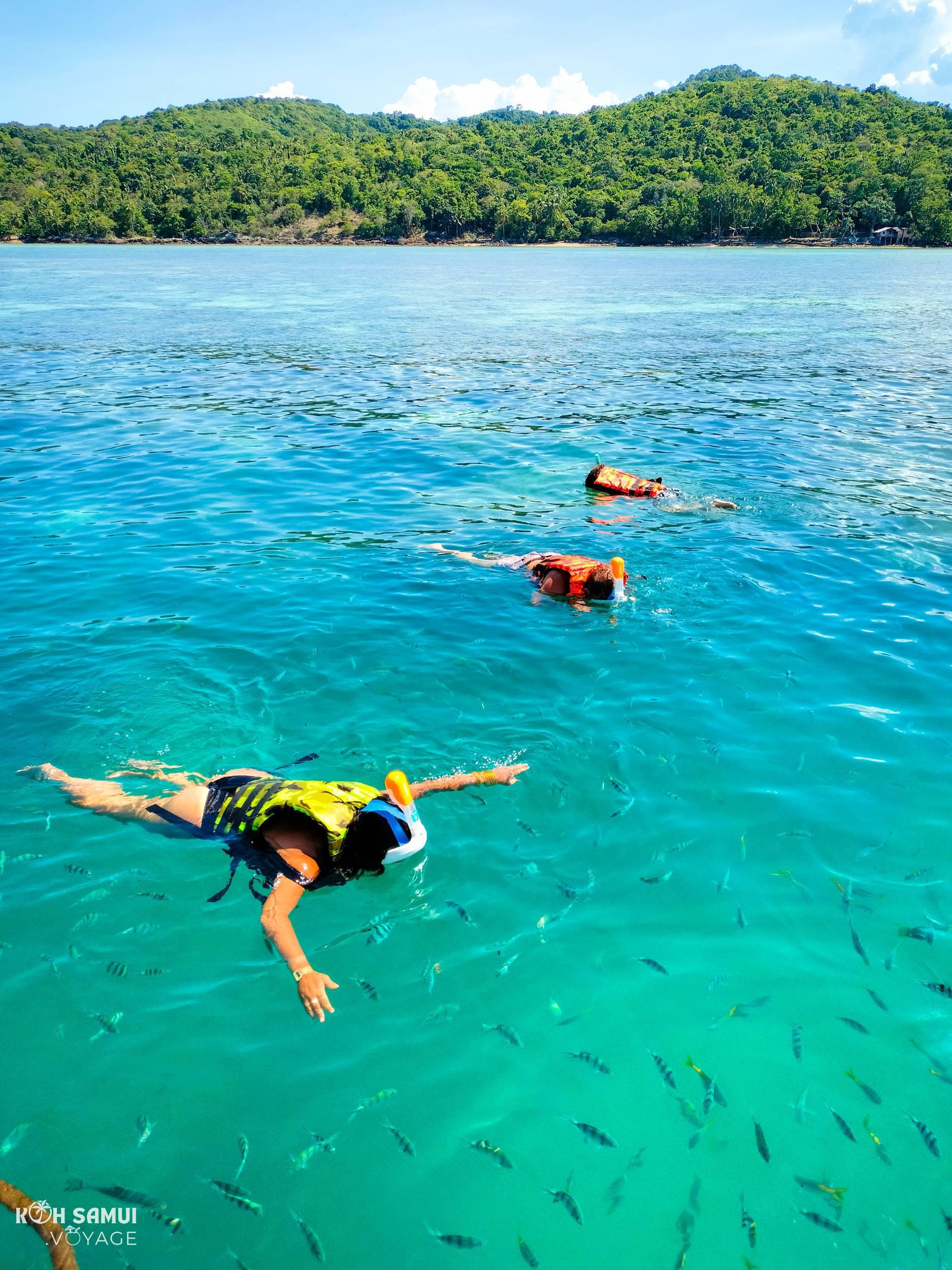 Snorkeling Koh Tan: Reef & Clear Waters