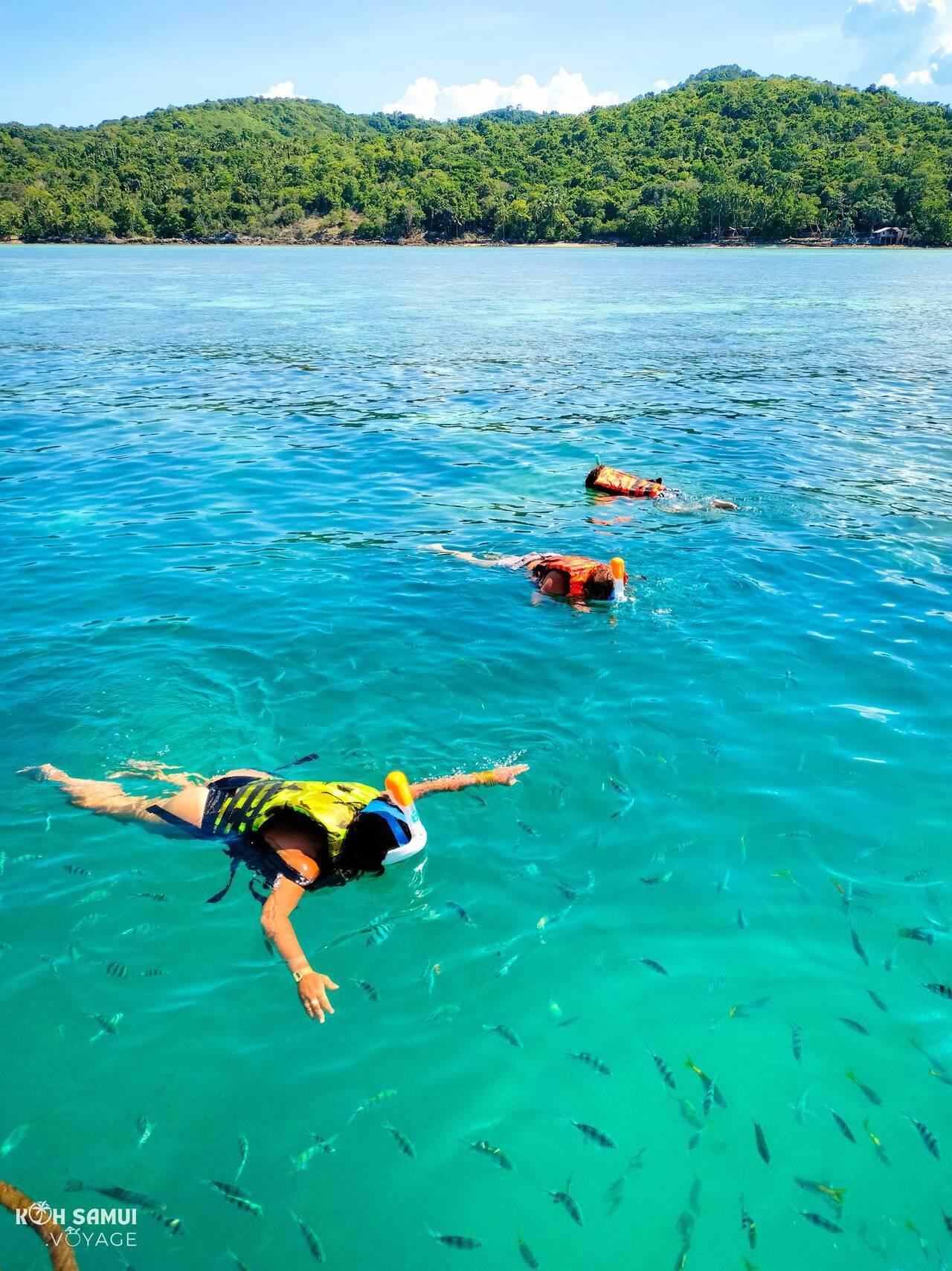 Snorkeling Koh Tan: Reef & Clear Waters