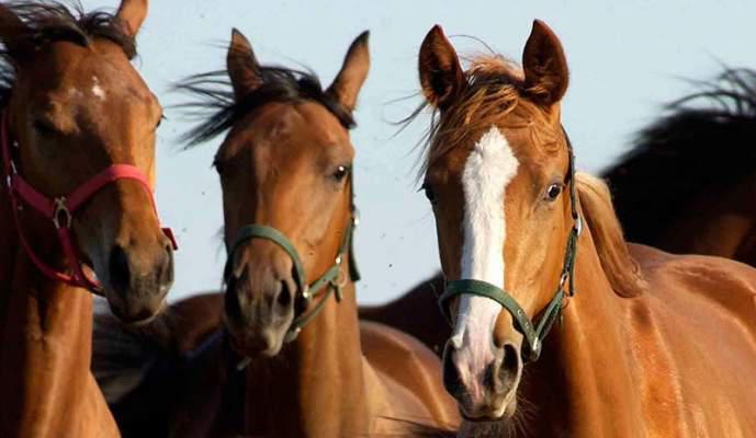 ASSOCIAZIONE NAZIONALE ALLEVATORI CAVALLI PUROSANGUE