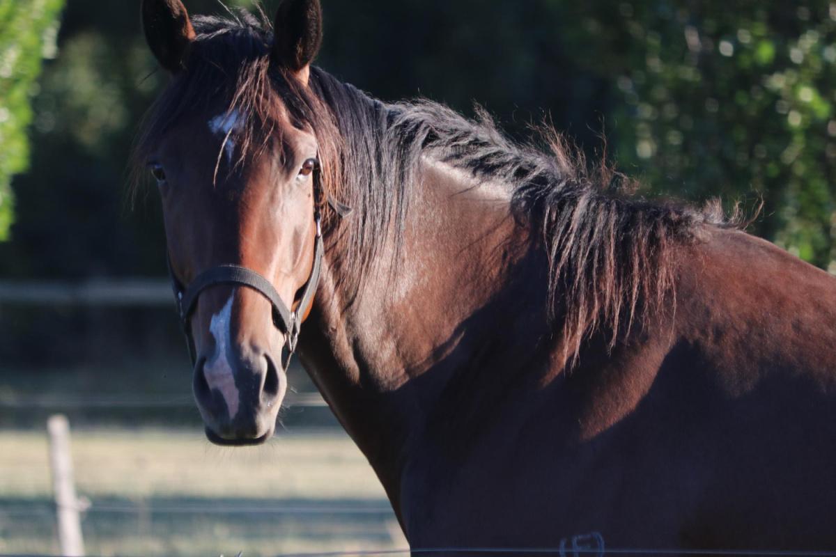 SONO ARRIVATE LE STALLION GUIDE 2026 !!! SONO ARRIVATE LE STALLION GUIDE 2026 !!!