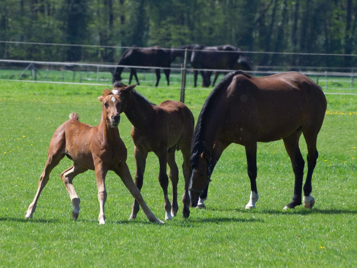 M.A.S.A.F.: ELENCO VETERINARI INCARICATI PER IL 2026 ALLA CAMPAGNA CONTROLLO PRODUZIONE E ALTRI CONTROLLI IDENTIFICATIVI