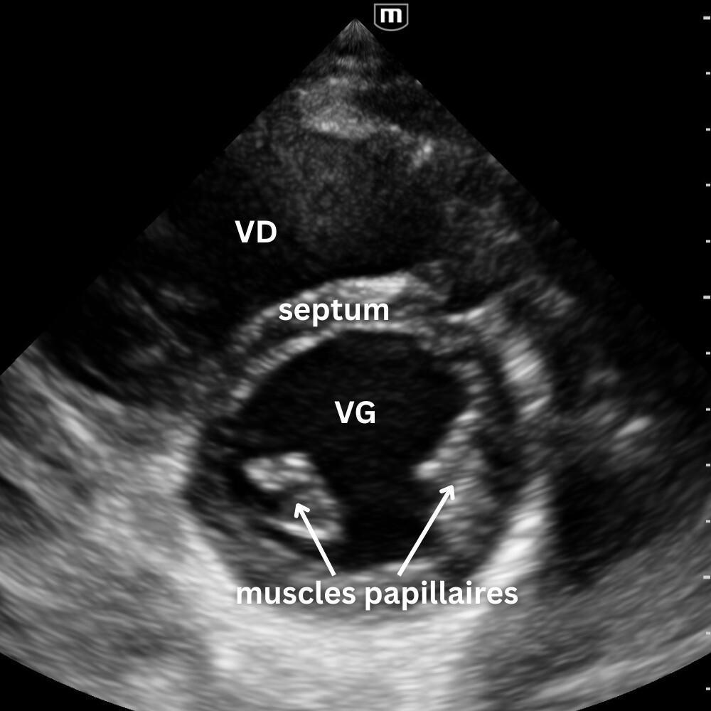 Introduction Introduction