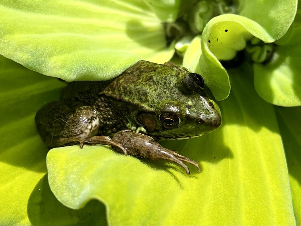 Stratford Frog Festival