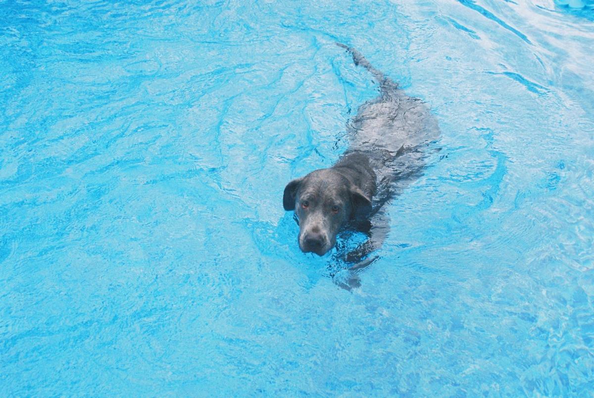 Doggie Dip