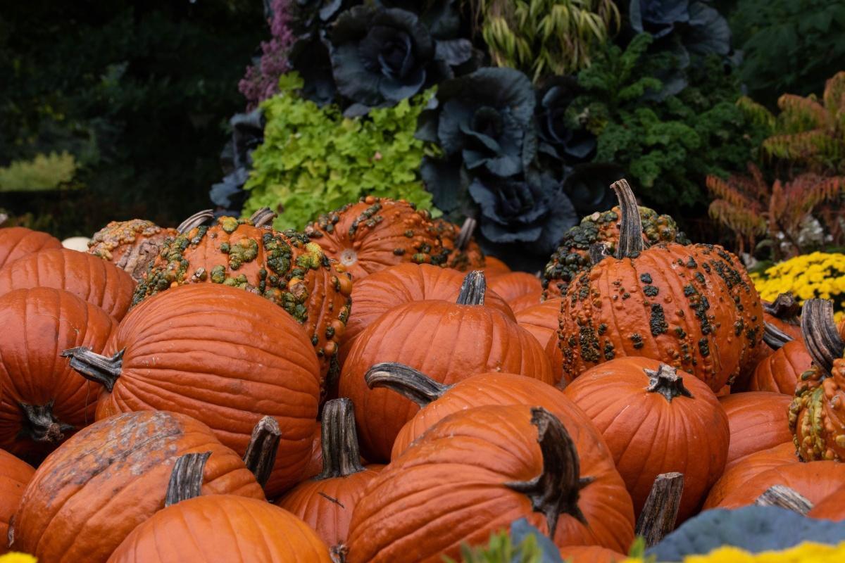 HallZOOween