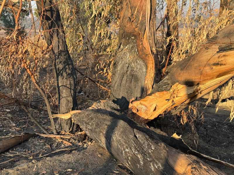 Fallen tree on Camden Avenue Fallen tree on Camden Avenue