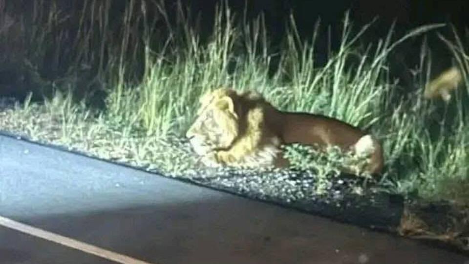 MTPA Confirms: Viral Lion Photo Not Linked to Breyten Sighting MTPA Confirms: Viral Lion Photo Not Linked to Breyten Sighting