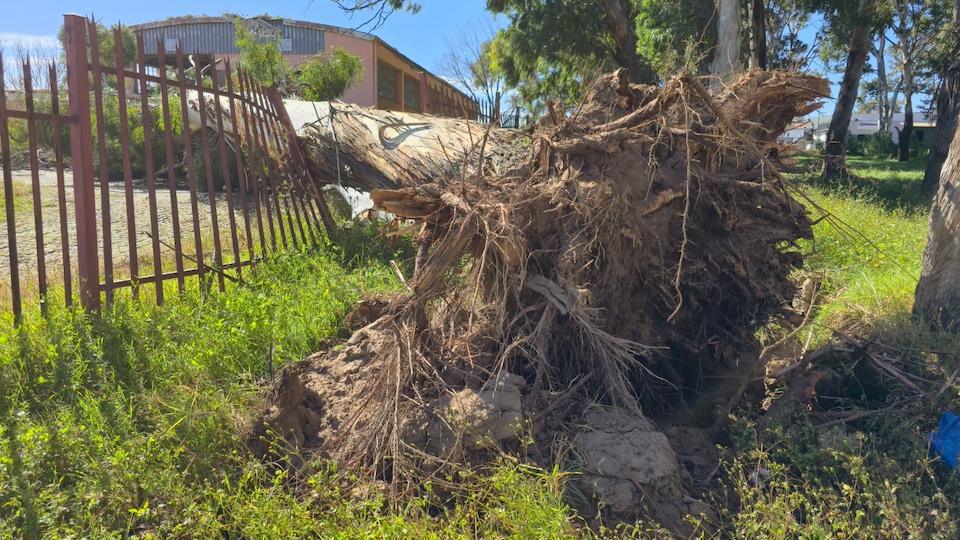 Fallen Tree Crushes Car Near Ermelo Fire Station — No Injuries Reported Fallen Tree Crushes Car Near Ermelo Fire Station — No Injuries Reported