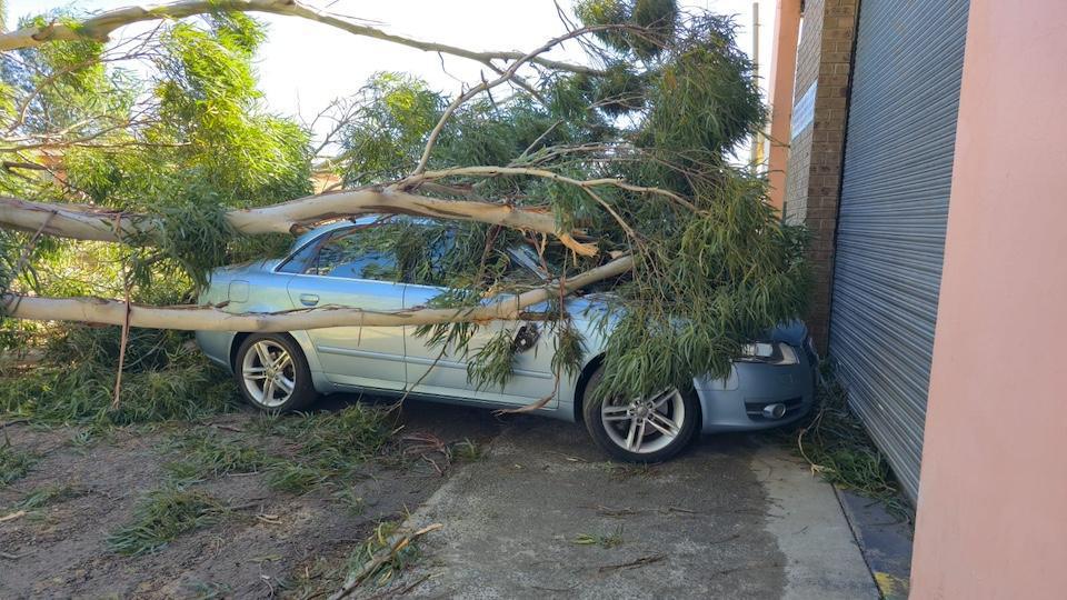 Fallen Tree Crushes Car Near Ermelo Fire Station — No Injuries Reported Fallen Tree Crushes Car Near Ermelo Fire Station — No Injuries Reported