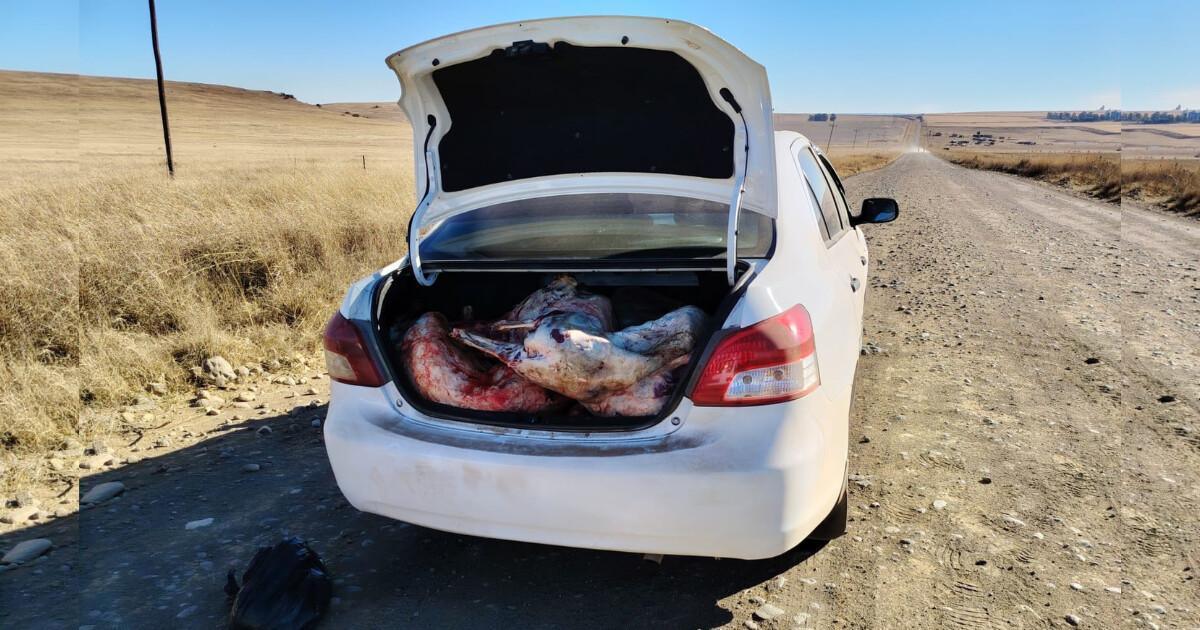 Highveld Security Services recovers 11 stolen sheep, three suspects apprehended