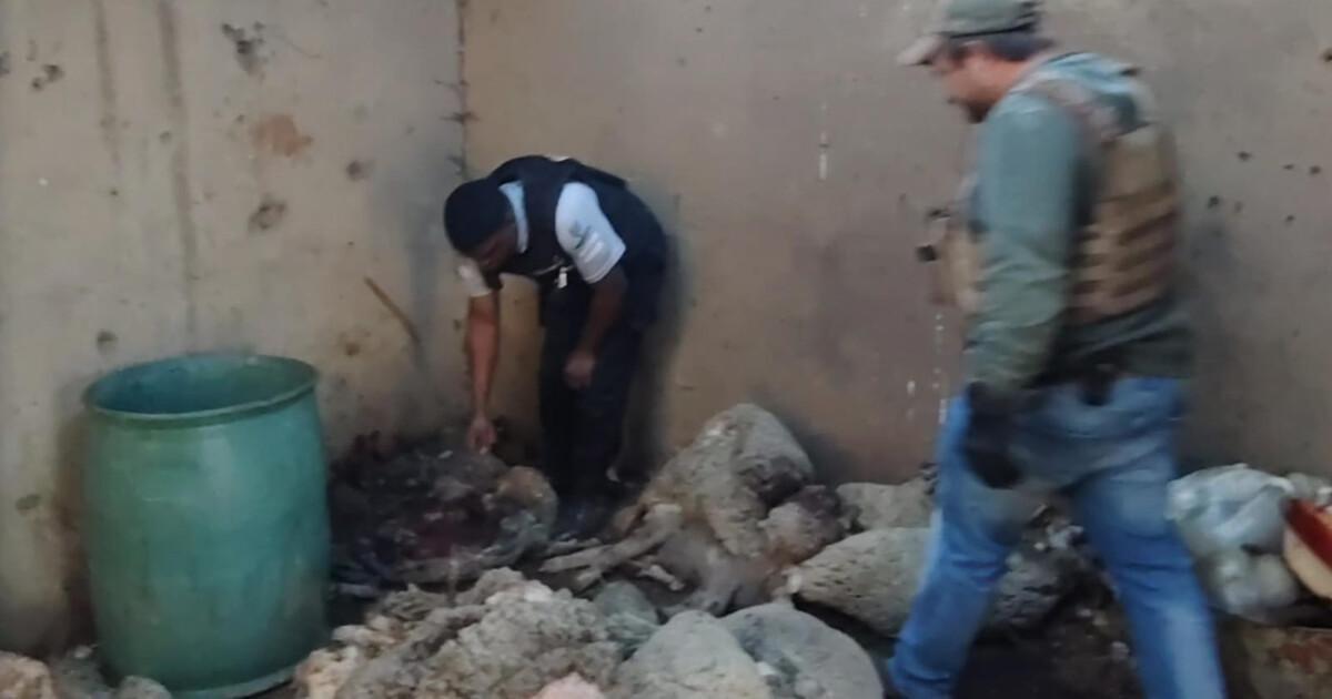 Highveld Security Services recovers 11 stolen sheep, three suspects apprehended Highveld Security Services recovers 11 stolen sheep, three suspects apprehended