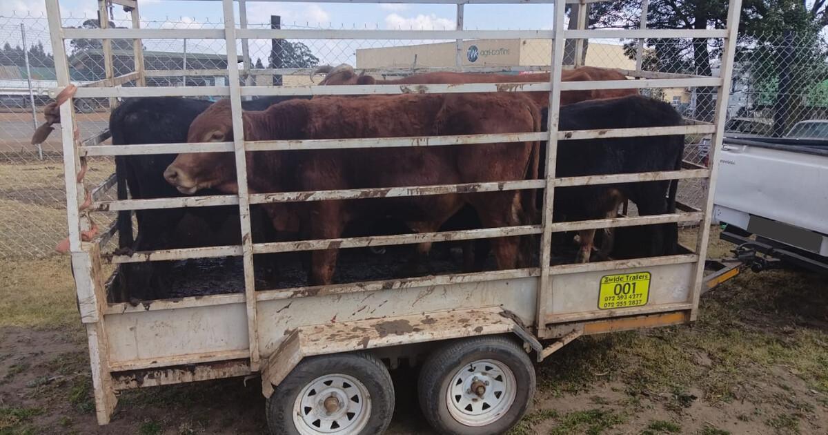 Police Seize Hilux, Trailer and Five Cattle in Lothair Stock Theft Case