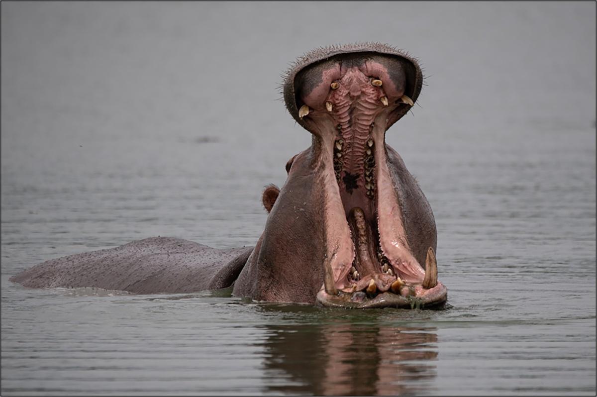 LIGGIE FOTOGRAWE ONDER BESTES IN SUID-AFRIKA LIGGIE FOTOGRAWE ONDER BESTES IN SUID-AFRIKA