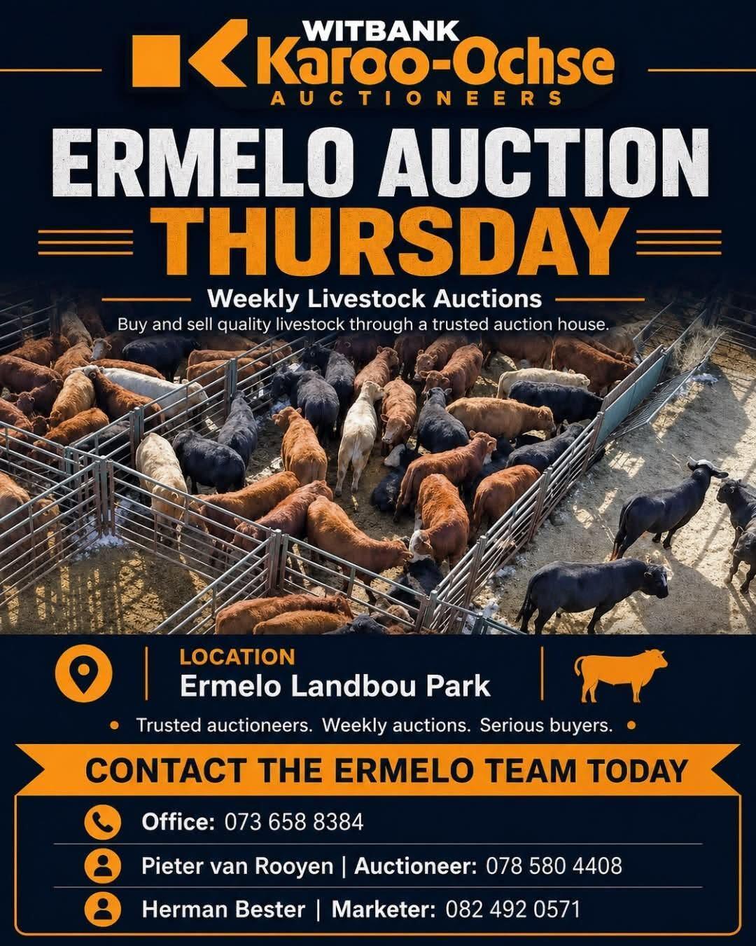 Ermelo Auction Thursday Ermelo Auction Thursday
