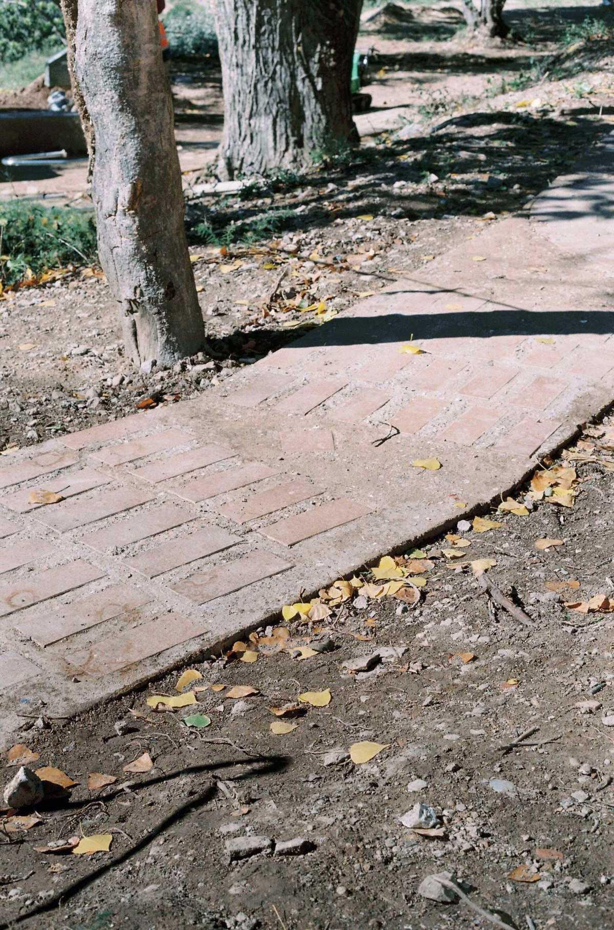 El camino de la almazara El camino de la almazara