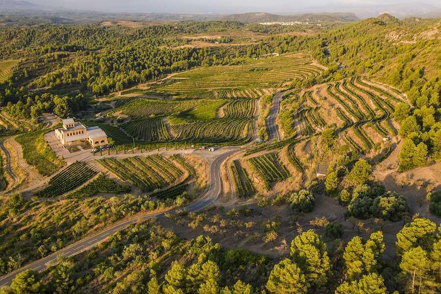 🍇 Cal Grau, an adventure that finds kinship with Ribera del Duero, Toro, and Rioja