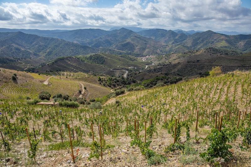 🍇 Alicia i Josep Viticultors – wines with character from DOQ Priorat
