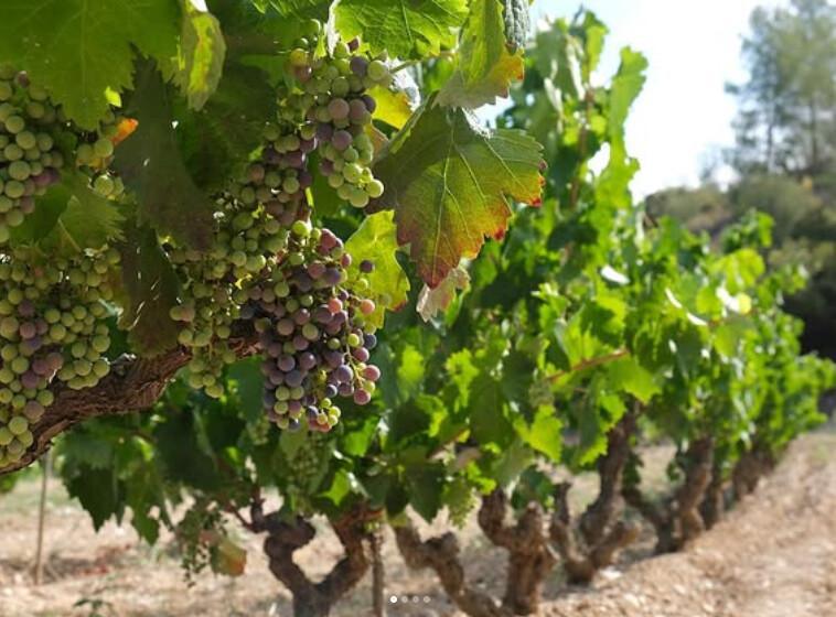 🍇 Orto Vins. Experience the magic of Priorat in every glass