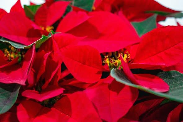 🌺 8 de Diciembre: La Flor de Nochebuena, Regalo de México al Mundo