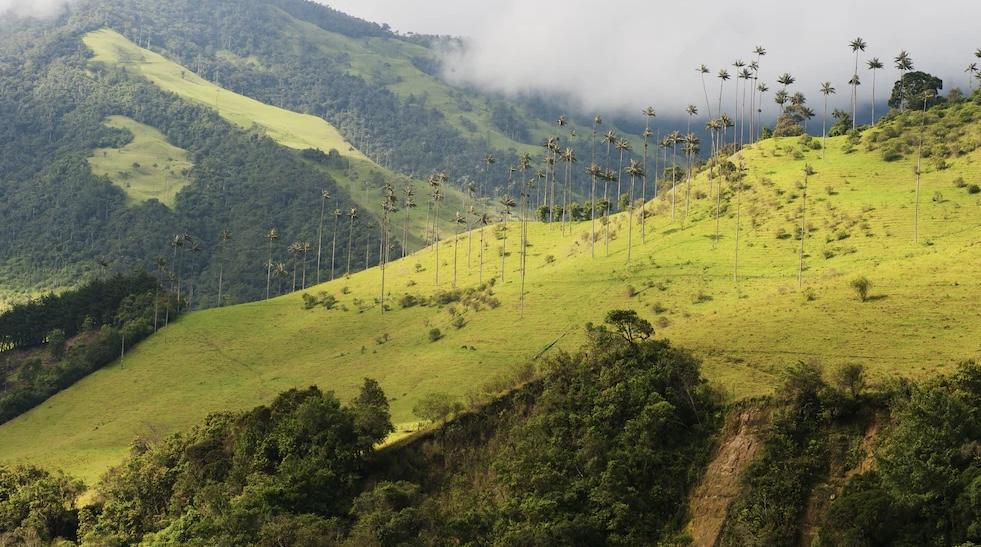 Valle de Cocora, Selento, CO Valle de Cocora, Selento, CO