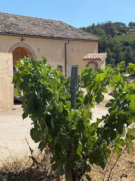 🍇 Celler De Muller. Fournisseur officiel du Vatican pendant des décennies.