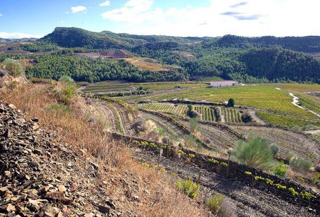 🍇 Celler De Muller. Fournisseur officiel du Vatican pendant des décennies.