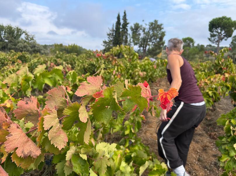 🍇 Los Comuns... qui n’ont de « communs » que le nom