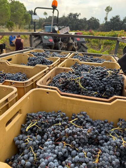 🍇 Los Comuns... qui n’ont de « communs » que le nom