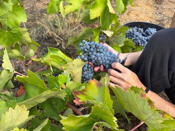 🍇 Los Comuns... qui n’ont de « communs » que le nom