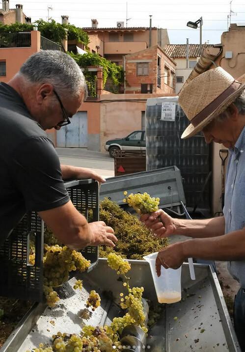 🍇 Orto Vins. Vivez la magie du Priorat dans chaque verre