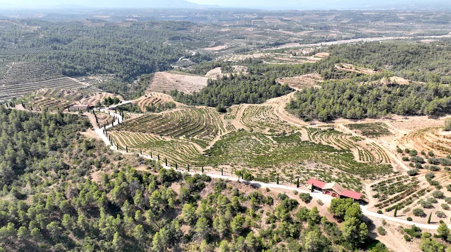 Paysage de vignes à El Molar