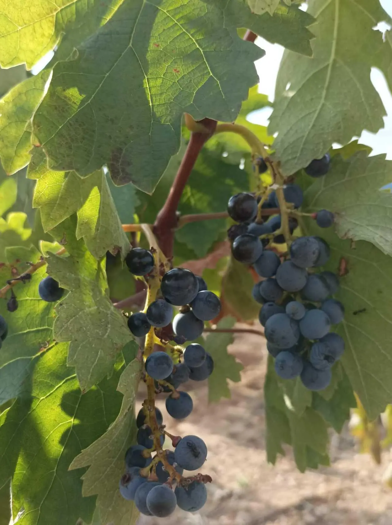 Vignes en production
