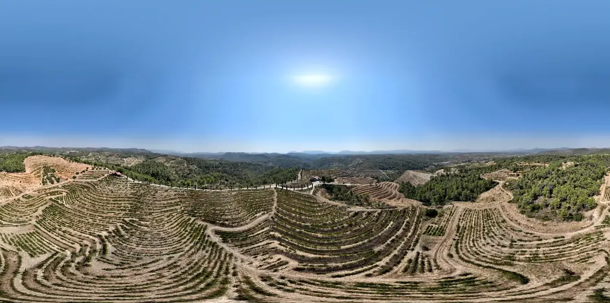 Terrasses avec des vignes en plein mois de juillet