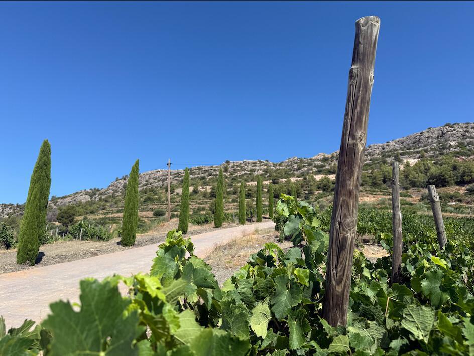 🍇 Cal Grau, una aventura que se hermana con Ribera del Duero, Toro y La Rioja.