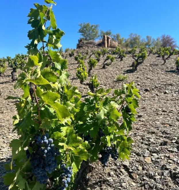 🍇 Grifoll Declara. Una familia de 5 generaciones dedicadas al vino