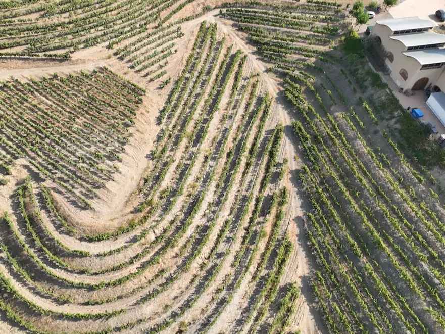 Viñedos en terrazas