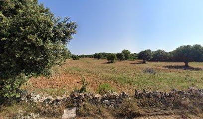 Bosco del Marchese - Marchese Woods