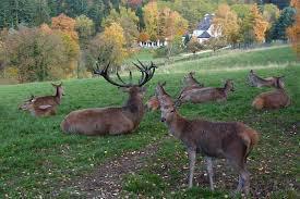 Wildpark Remstecken Wildpark Remstecken