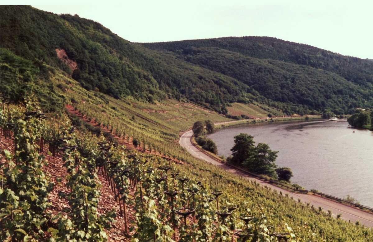 Weinbau in Lay, eine Momentaufnahme aus dem Jahr 1990 Weinbau in Lay, eine Momentaufnahme aus dem Jahr 1990