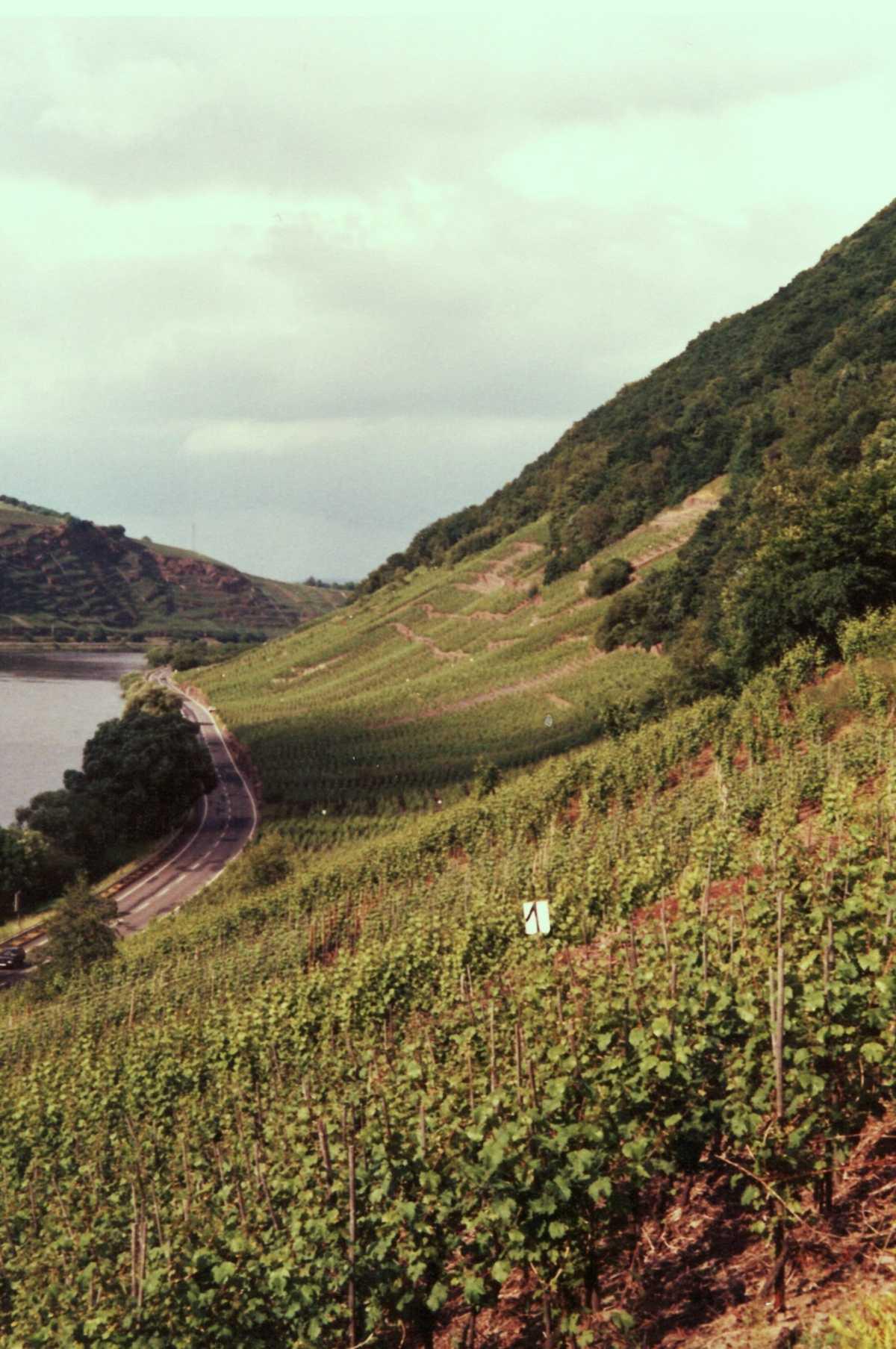 Weinbau in Lay, eine Momentaufnahme aus dem Jahr 1990 Weinbau in Lay, eine Momentaufnahme aus dem Jahr 1990