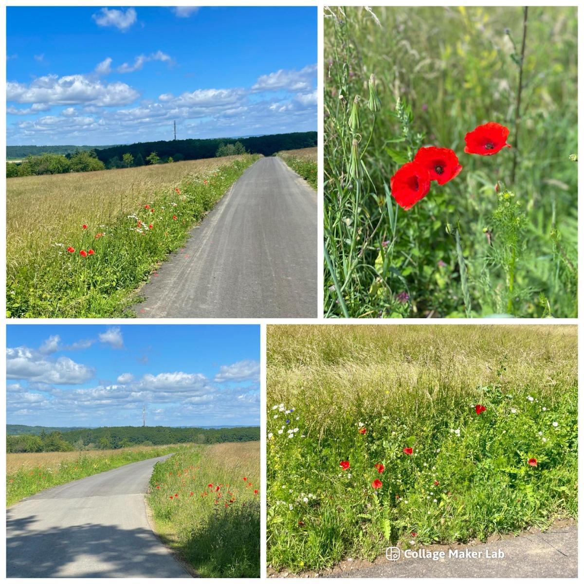 Layer Bergweg erblüht 